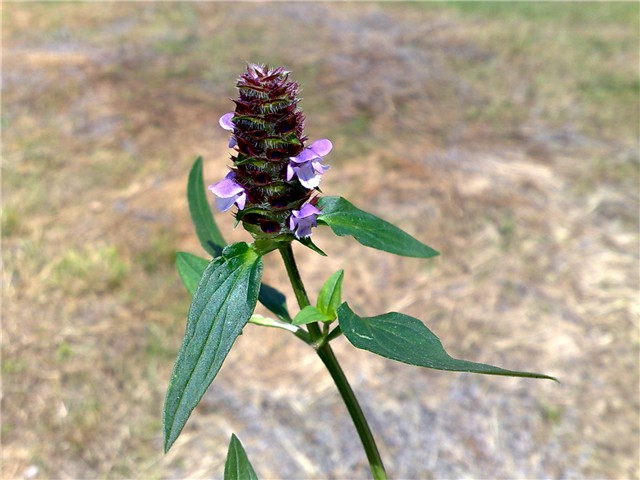 prunella vulgaris